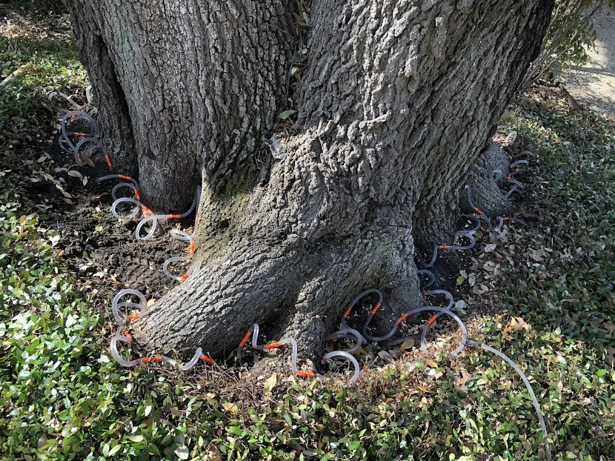 Detailed Tree Cabling and Bracing job site in Blue Creek