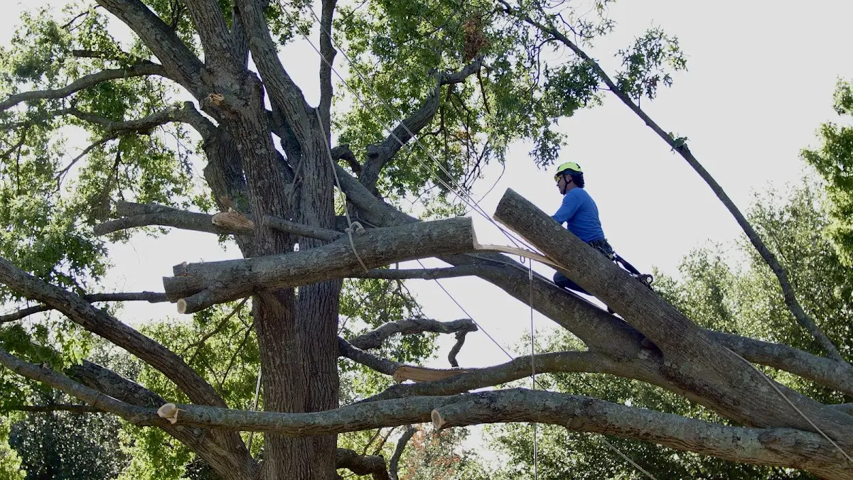 Professional Hazardous Tree Removal performed by certified arborists in Blue Creek