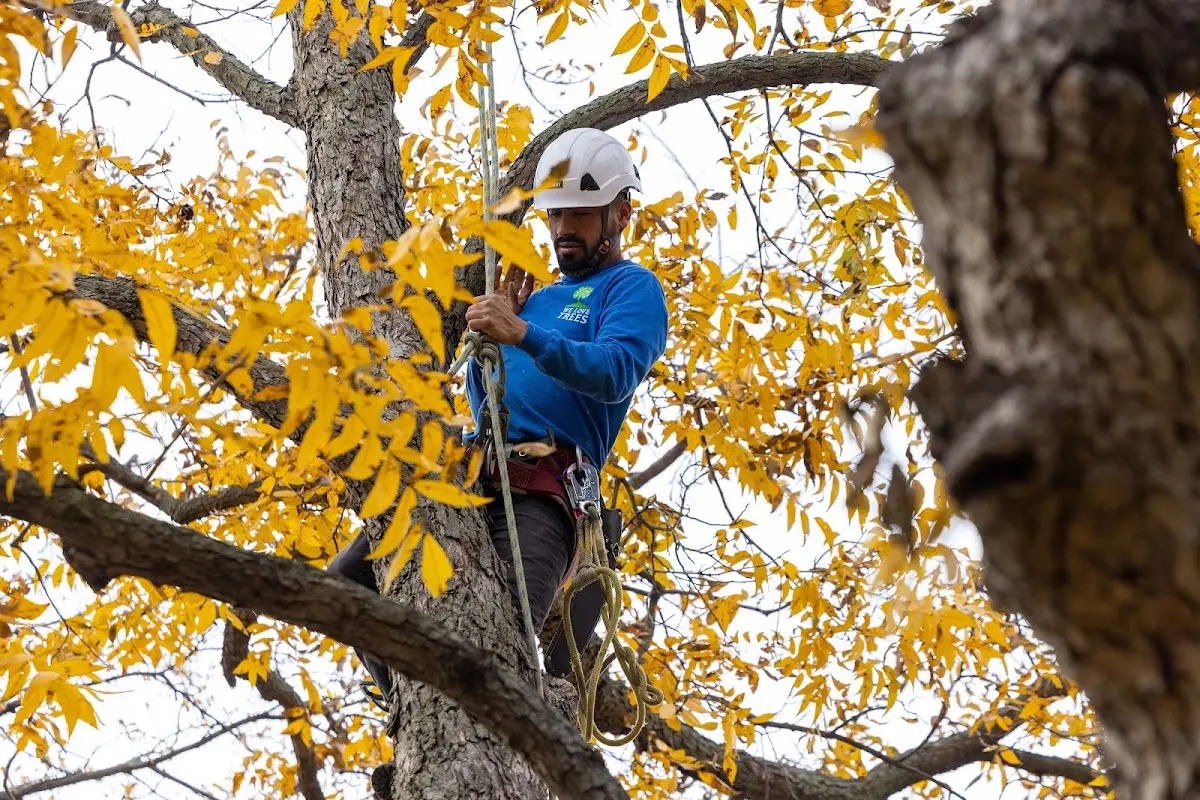 Skilled Tree Pruning crew working in Blue Creek