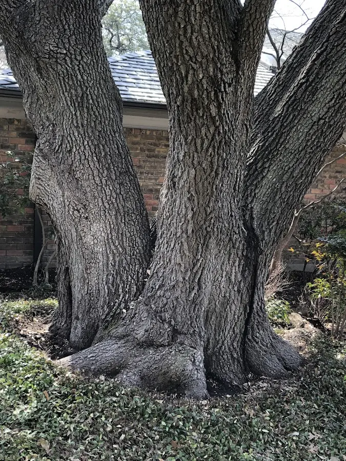 Mature heritage tree close to a Blue Creek property cared for by certified arborists